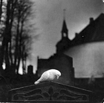 bird on tombstone
