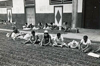 women harvesting cocoa beans