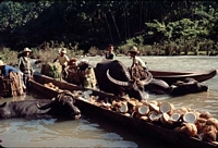 water buffalo and coconuts