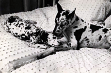 Sheba and Van, bedspread